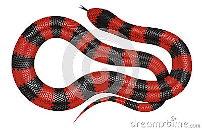 Coral snake vector illustration Vector Illustration