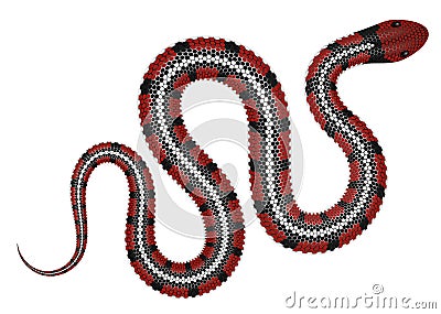 Coral snake vector illustration Vector Illustration