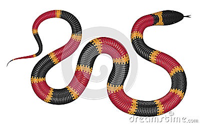 Coral snake vector illustration Vector Illustration