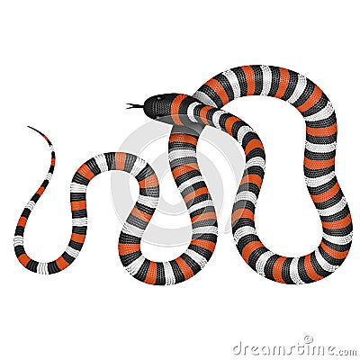 Coral snake vector illustration Vector Illustration