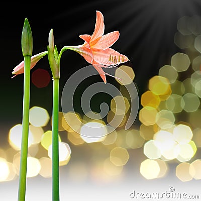 Coral star lily Stock Photo