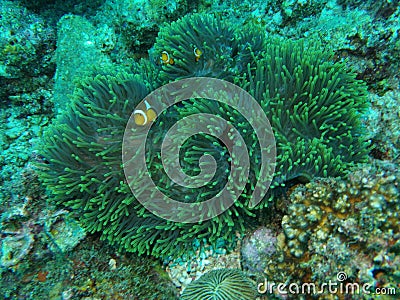 Coral with three nemo Stock Photo