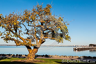 Coral Tree in Chula Vista with San Diego Bay Stock Photo