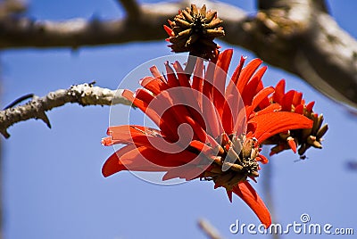 Coral Tree - Flower - Macro Stock Photo