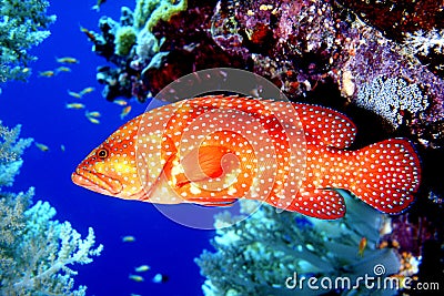 Coral Trout Stock Photo