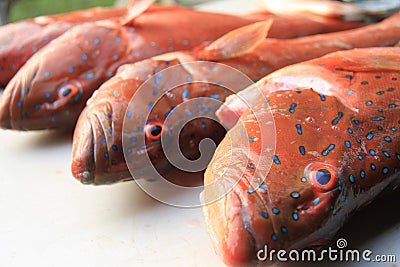 Coral trout tropical reef fish Stock Photo