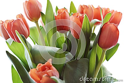 Coral tulip clipart is a high quality raster clipart Stock Photo