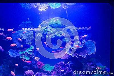 At Coral World Underwater Observatory in Eilat Editorial Stock Photo