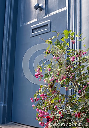 Coralberry Symphoricarpos Orbiculatus Moench plant, in front of historic Huguenot house on Wilkes Street, Spitalfield, London UK Stock Photo