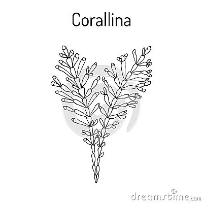 Corallina officinalis, seaweed, medicinal plant Vector Illustration