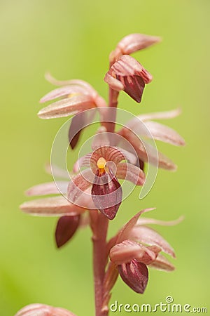 Corallorhiza striata or Striped Coralroot on Green Stock Photo