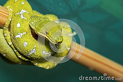 Corallus caninus - Green Snake - Tree green snake coiled on a stick Stock Photo