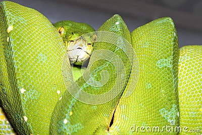 Corallus caninus - Green Snake - Tree green snake coiled on a stick Stock Photo
