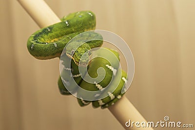 Corallus caninus - Green Snake - Tree green snake coiled on a stick Stock Photo