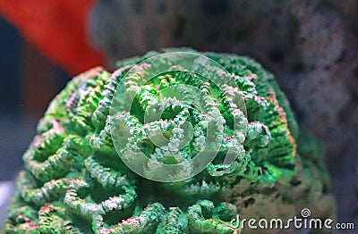 A beautiful Corals in aquarium tank Stock Photo