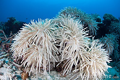 Corals Bleaching Stock Photo