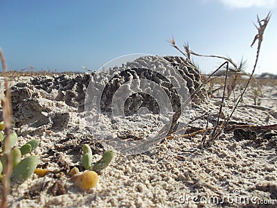 Corals are inflated to escape being buried alive in the sand Stock Photo