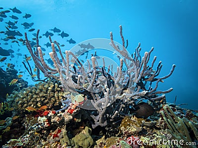 Corals and Sea Sponges on the reef against the silhouette of a flock of small triggerfish in the Indian ocean Stock Photo