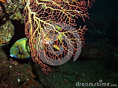 Corals in USS Liberty shipwreck Stock Photo