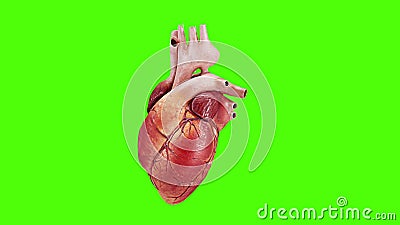 Corazón Humano En Un Fondo De Pantalla Verde Corazón Visual Latiendo El Sistema Cardiovascular De La Anatomía Humana. Alta Resoluc Almacen De Video - Vídeo de golpeo, golpe: 179308097 Corazón Humano En Un Fondo De Pantalla Verde Corazón Visual Latiendo El Sistema Cardiovascular De La Anatomía Humana. Alta Resoluc Almacen De Video - Vídeo de golpeo, golpe: 179308097