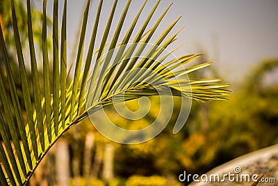 Corbett Green Vegetation Stock Photo