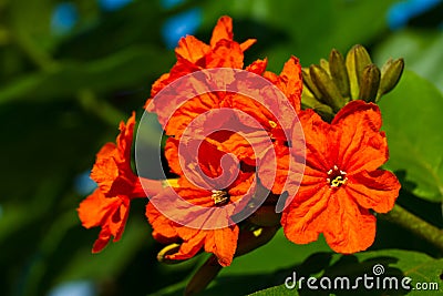 Cordia sebestena flower Stock Photo