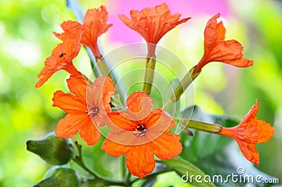 Cordia sebestena ,Geiger Tree Stock Photo