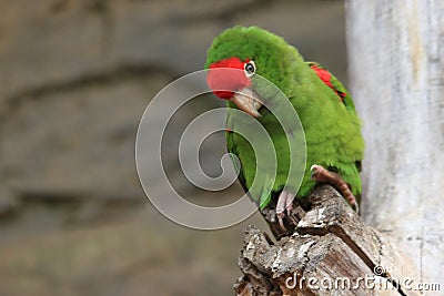 Cordilleran parakeet Stock Photo