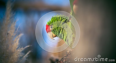 The Cordilleran parakeet Psittacara frontatus portrait in the afternoon light Stock Photo