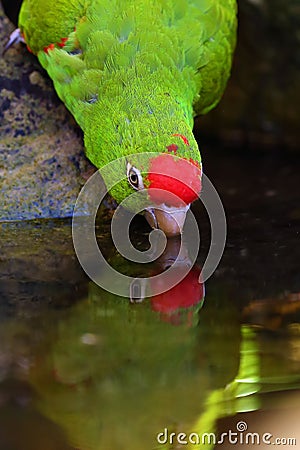 The Cordilleran parakeet Psittacara frontatus portrait in the afternoon light. South American parrot with red forehead drinks Stock Photo