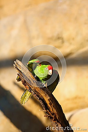 The Cordilleran parakeet Psittacara frontatus portrait in the afternoon light. South American parrot with red forehead sitting Stock Photo