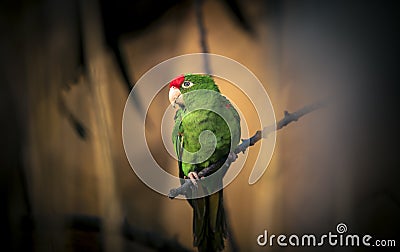 The Cordilleran parakeet Psittacara frontatus portrait in the afternoon light Stock Photo