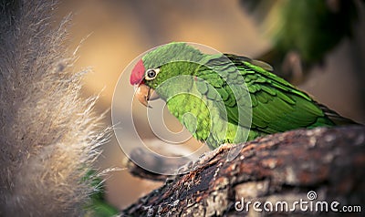 The Cordilleran parakeet Psittacara frontatus portrait in the afternoon light Stock Photo