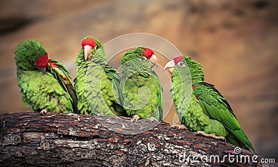 The Cordilleran parakeet Psittacara frontatus portrait in the afternoon light Stock Photo