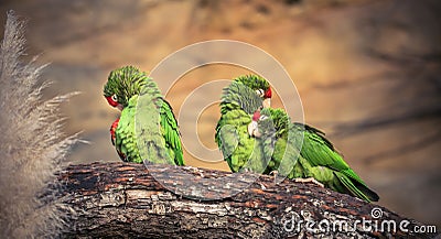 The Cordilleran parakeet Psittacara frontatus portrait in the afternoon light Stock Photo