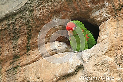 Cordilleran parakeet Stock Photo