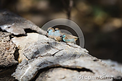 Cordon-blue eating seeds Stock Photo