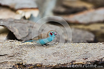 Cordon-blue eating seeds Stock Photo