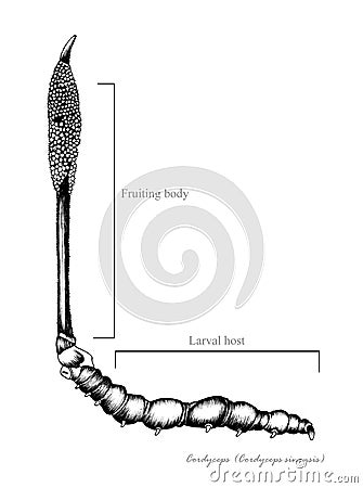 Cordyceps Stock Photo