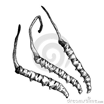 Cordyceps. Adaptogenic mushroom illustration. Hand-sketched medicinal plant drawing isolated on white. Engraved style adaptogens Vector Illustration