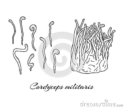 Cordyceps militaris mushrooms hand drawn set Vector Illustration