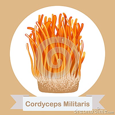 Cordyceps Militaris. Traditional chinese herbs, Is a mushroom that using for medicine and food famous in Asian. Vector Illustration