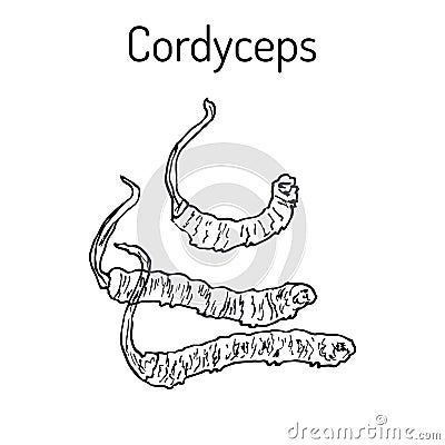 Cordyceps Ophiocordyceps sinensis , medicinal mushroom Vector Illustration