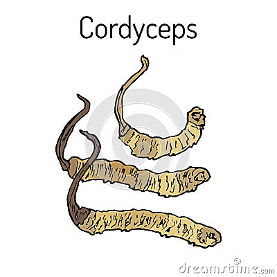 Cordyceps Ophiocordyceps sinensis , medicinal mushroom Vector Illustration