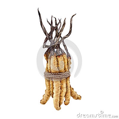 Cordyceps sinensis fungus bunch. Watercolor illustration. Hand drawn medicinal mushroom image. Cordyceps on a Cartoon Illustration