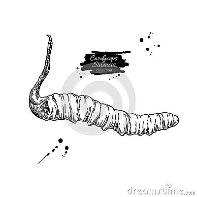 Cordyceps sinensis vector drawing. Hand drawn illustration isolated on white Vector Illustration