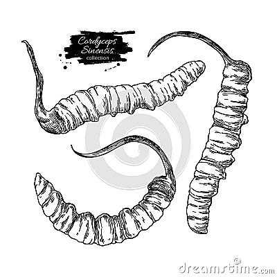 Cordyceps sinensis vector drawing. Hand drawn illustration isolated on white Vector Illustration