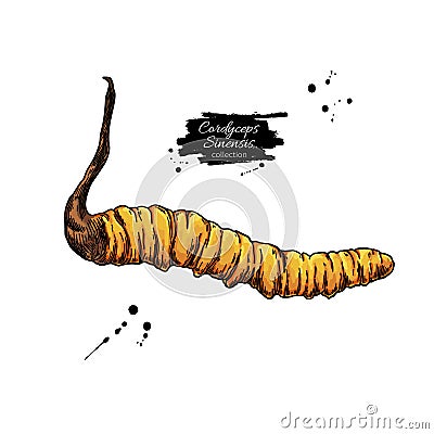 Cordyceps sinensis vector drawing. Hand drawn illustration isolated on white background. Vector Illustration