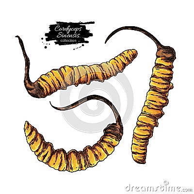 Cordyceps sinensis vector drawing. Hand drawn illustration isolated on white background. Vector Illustration