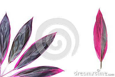 Cordyline fruticosa - red petals - tropical exotic flowers Stock Photo